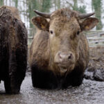 elevage-bovins-vache-insalubrite-meillac