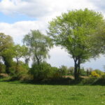 51150476766_052361ba81_k