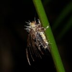 Butterfly__Ghost__infested_by_fungi_(Cordyceps_sp.)_(8680188351)