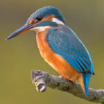 Common_Kingfisher_Alcedo_atthis