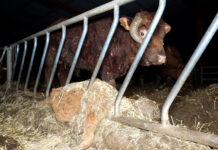 En Haute-Marne, des bovins élevés parmi les cadavres