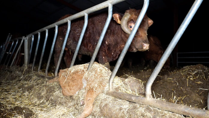 En Haute-Marne, des bovins élevés parmi les cadavres