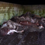 derush praslay.00_16_22_08.Still021