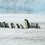 emperor-penguins-2821897_1920