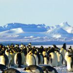 emperor-penguins-429127_1920