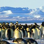 emperor-penguins-429127_1920