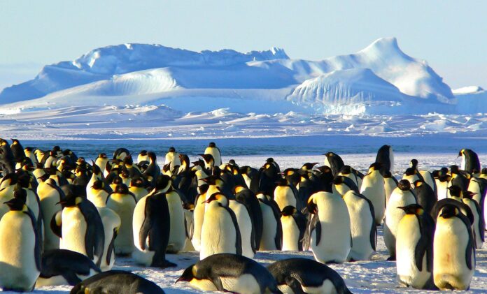 Découverte mitigée de 4 colonies de manchots en Antarctique