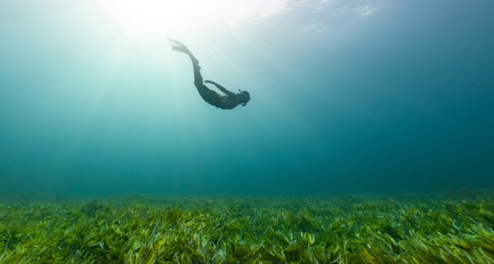 Une nouvelle espèce marine disparaît dans l’indifférence