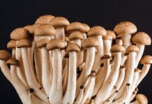 Au royaume des Fungi, socle vital commun (Dossier)