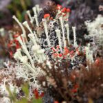 Red_flowering_lichen_Cladonia_macilenta_and_Cladonia_fimbriata