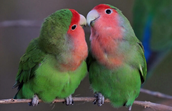 Les perroquets : aussi intelligents que les primates