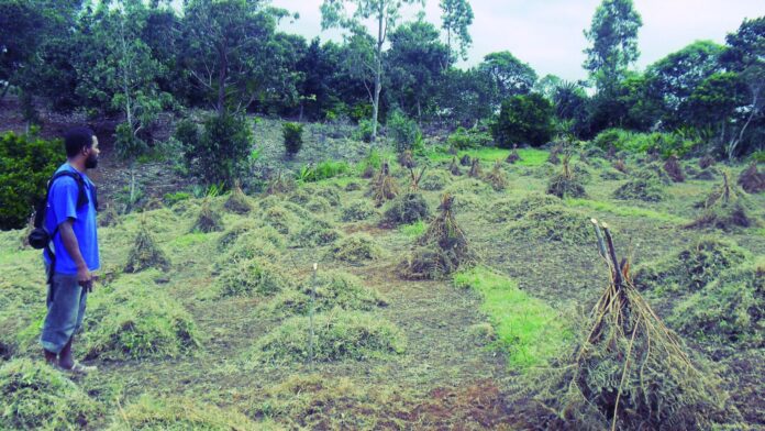 Forêts abîmées : les régénérer est impératif pour stocker le CO2