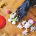 dog-toys-5175628_1280