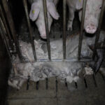 elevage-cochons-leclerc-morbihan-cadavre-decomposition