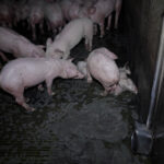 elevage-cochons-leclerc-morbihan-fosse-lisier-cadavre