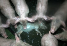 Pires cruautés dans un élevage porcin fournissant E.Leclerc