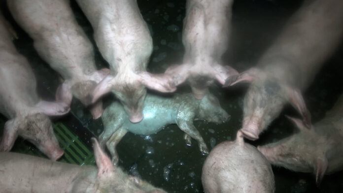 Pires cruautés dans un élevage porcin fournissant E.Leclerc