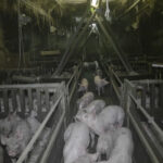 elevage-cochons-leclerc-morbihan-insalubre