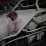 elevage-cochons-leclerc-morbihan-truie-blessee-maternite