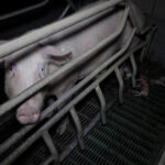 elevage-cochons-leclerc-morbihan-truie-enfermee-cadavres-porcelets