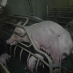 elevage-cochons-leclerc-morbihan-truie-malade-maigreur