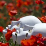 pexels-pixabay-33308 (1)