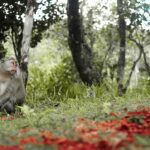 1280px-Monkeys,_mother_and_son