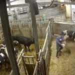 abattoir-bigard-venarey-les-laumes-bouverie-violence-coups-rage