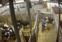 Des images de vaches torturées dans un abattoir Bigard