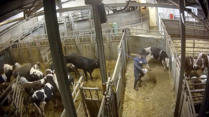 Des images de vaches torturées dans un abattoir Bigard