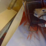 abattoir-bigard-venarey-les-laumes-egorgement-box-rotatif