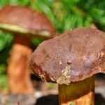 chestnut-bolete-3708755_1280