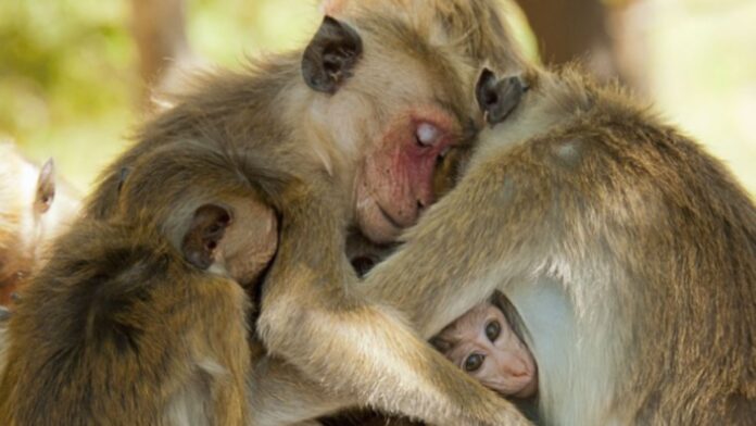 La France verse 10 millions d’argent public pour torturer des singes