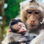 large_medium_6e207a11