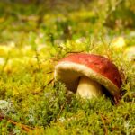 mushroom-6568321_1280