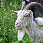 saanen-goat-3402070_1280