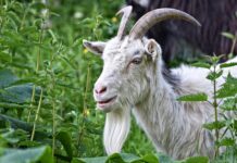 5 façons d’utiliser l’ortie, plante aux multiples vertus