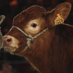 12859369323_37796682b9_b