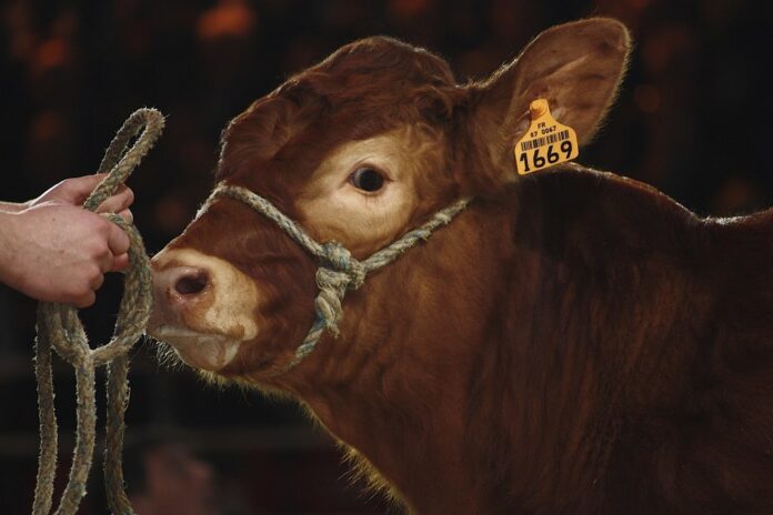 Loi d’orientation agricole : un coup aux animaux et à la souveraineté alimentaire