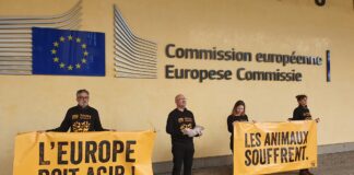 Condition animale : L214 classe les candidats européens