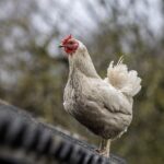 chicken-8726382_1280