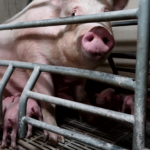 Elevage-cochons-la-bourdonnière-cage-XL