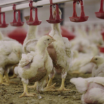 Poulet-acces-abreuvoir-XL