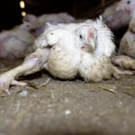 Orne : le Gaulois agrandit illégalement un élevage intensif