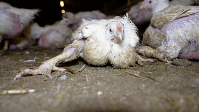 Orne : Le Gaulois agrandit illégalement son élevage intensif Orne : le Gaulois agrandit illégalement un élevage intensif