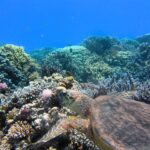 tortoise-123284_1920