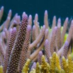 Coral Guardian – Indonésie