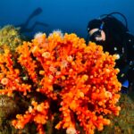 Coral Guardian – Espagne