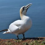 1080px-Helgoland_-_Basstölpel