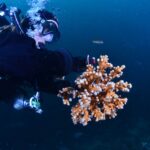 Coral Guardian – Espagne